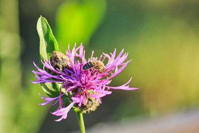 Close-up of butterfly pollinating on pink flower