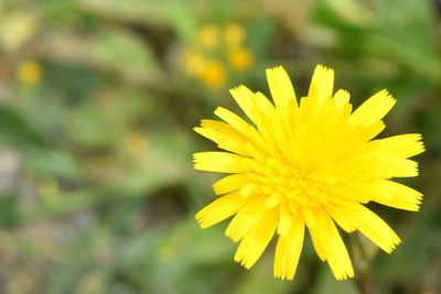 Close-up of yellow flower blooming outdoors