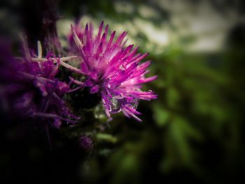 Close-up of pink flowers