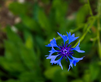 Close-up of purple flowering plant