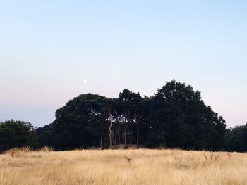 Trees on field against clear sky