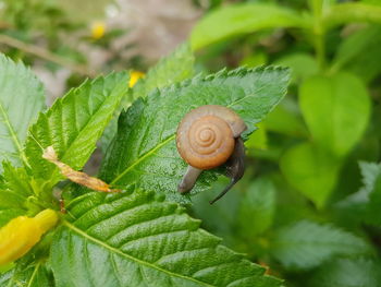 Close-up of snail on leaves