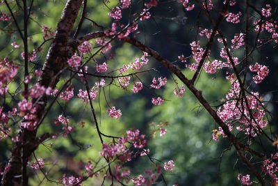 Low angle view of pink cherry blossom tree