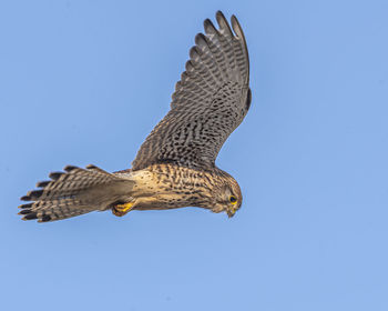 Low angle view of eagle flying against clear blue sky