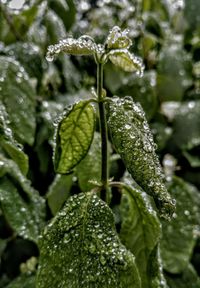 Close-up of wet plant during winter