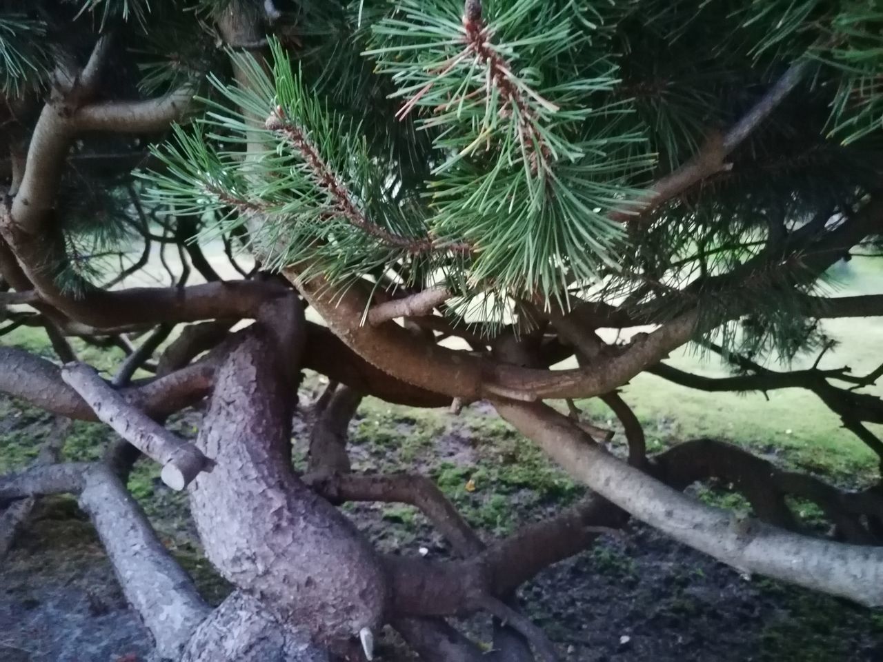 CLOSE-UP OF PINE TREE BRANCH