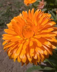 Close-up of yellow flowers blooming outdoors