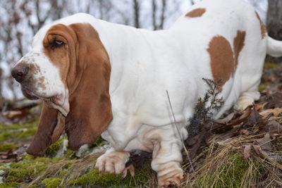 Dog looking away