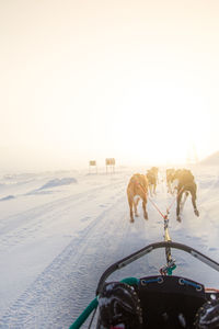 A beautiful husky dog team pulling a sled in beautiful norway morning scenery. 