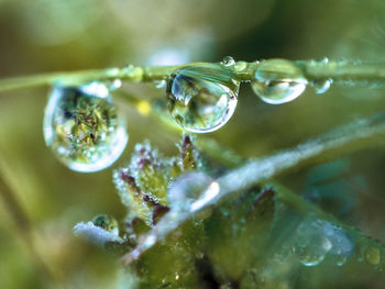 Close-up of water drop on leaf