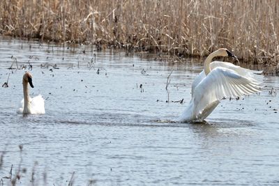 Swans swimming in lake
