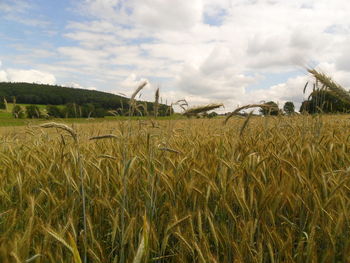 Crops growing on field against sky