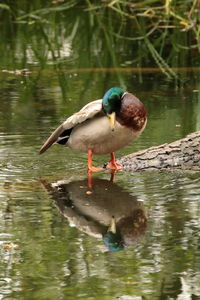 Duck in lake