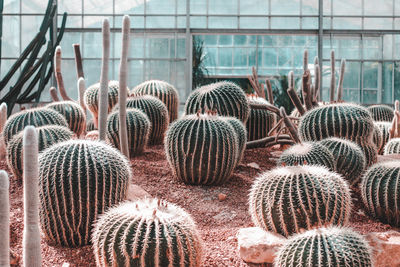 Close-up of succulent plants in greenhouse