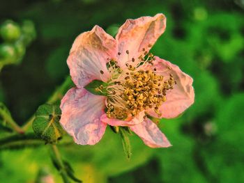 Close-up of flower against blurred background