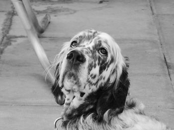 Close-up portrait of dog