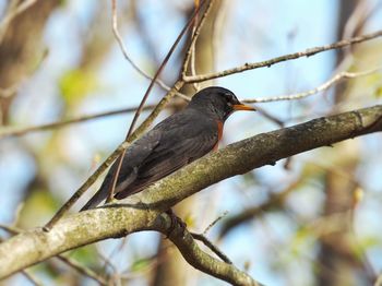 Close-up of bird perching on branch