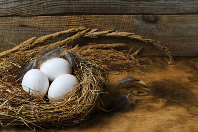 High angle view of bird in nest