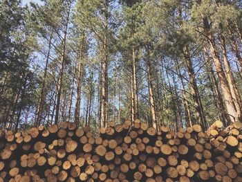 Low angle view of logs in forest