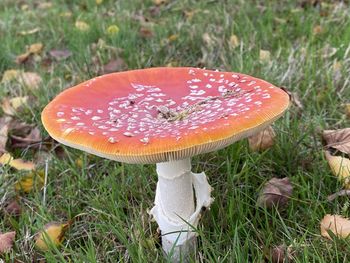 mushroom