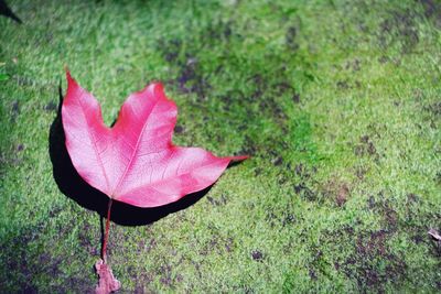 High angle view of pink maple leaves on grass