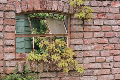 Close-up of ivy growing on brick wall