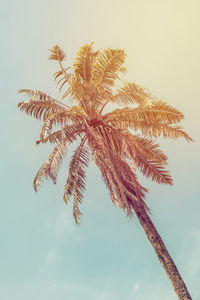 Low angle view of coconut palm tree against sky during sunset