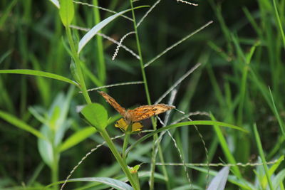 Butterflies looking for food in the morning grass