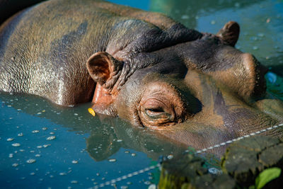 Close-up of turtle in lake