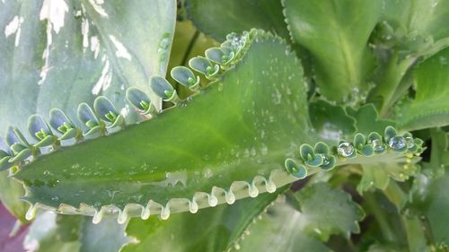 Close-up of water drops on succulent plant leaves