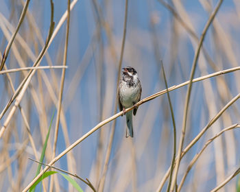 Low angle view of bird perching on branch