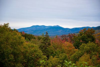 Trees on landscape against mountain range