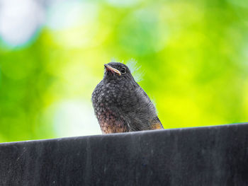 Close-up of bird perching on railing against wall