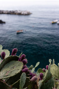 Close-up of pink flowering plant by sea