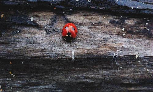 Close-up of ladybug on wood