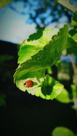 Close-up of insect on plant