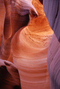 Close-up of tree trunk