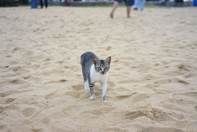 Dog walking on sand at beach