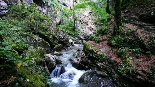 Scenic view of waterfall in forest