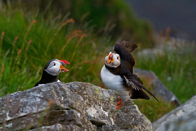 Puffins perching on rock against grass