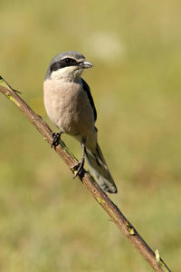 Close-up of bird perching on branch