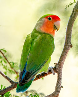 Nice plum-crowned parrot on a branch