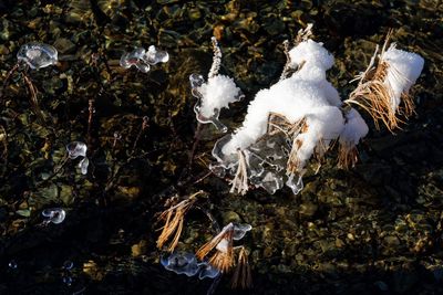 High angle view of birds on field