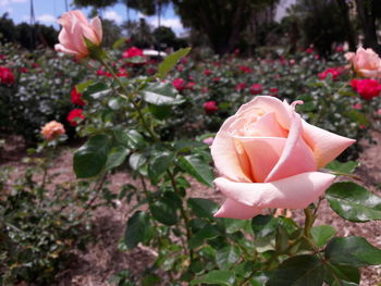 Close-up of pink rose