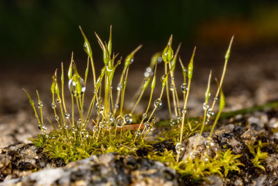 Close-up of plant