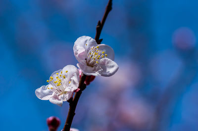 Close-up of white cherry blossom