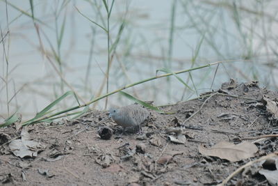 Close-up of a bird on a field