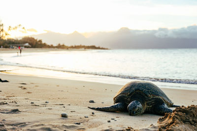 Sleeping sea turtle on brennecke's beach in maui, hawaii.