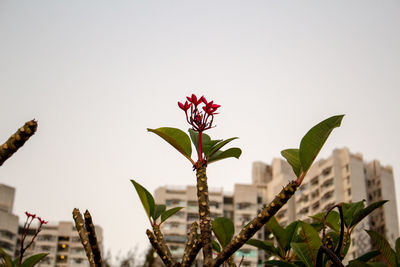 Close-up of flowering plant against clear sky
