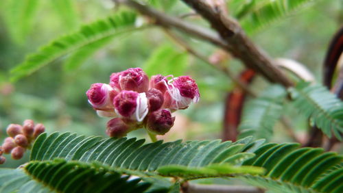 Close-up of pink flower buds growing outdoors